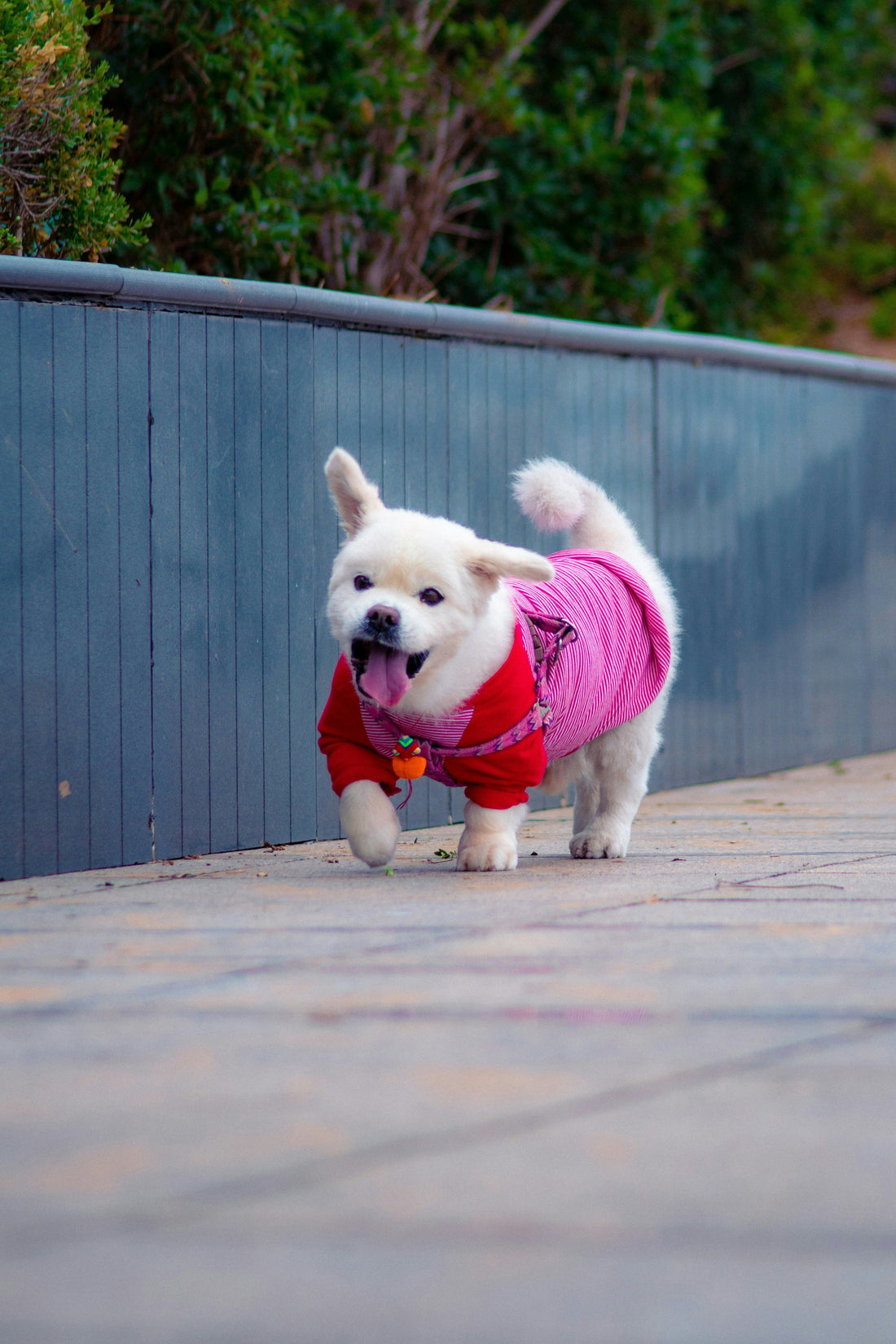 The Ultimate Guide to Raising a Happy, Healthy Dog at Home
