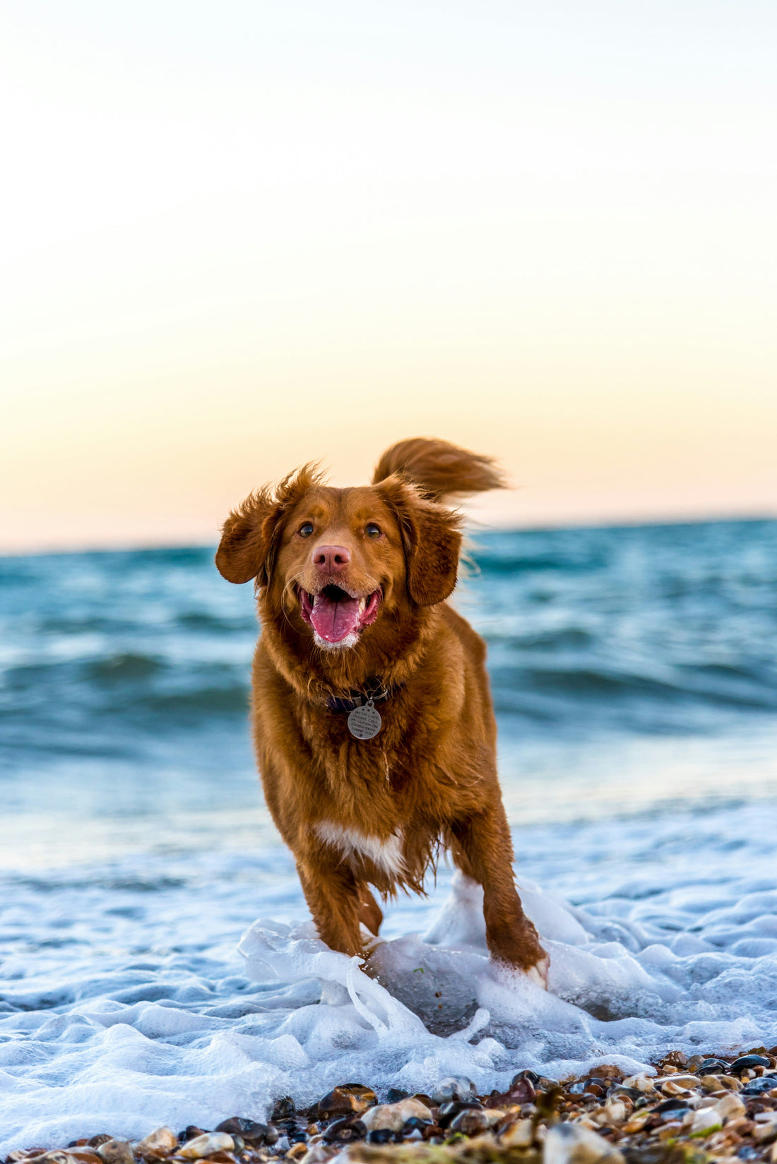 Is Your Dog Bored? 7 Fun Activities to Boost Their Mood Daily”