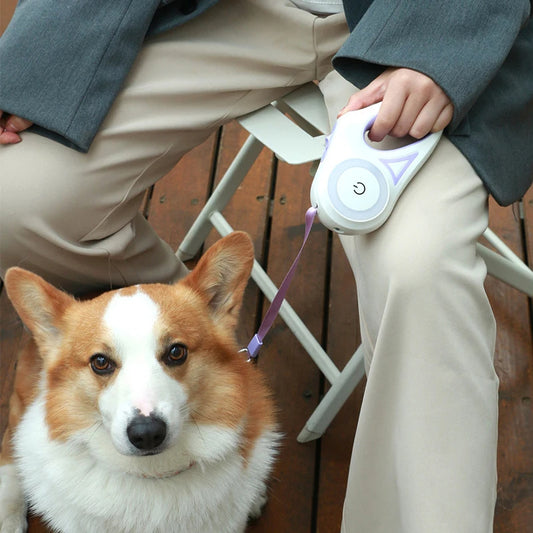 Safe Glow Dog Lead - ANIMOURPETS